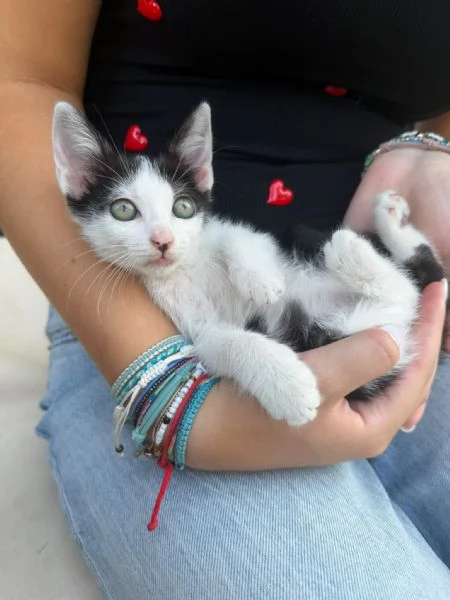 PULCE - gattina di 2 mesi | Foto 0