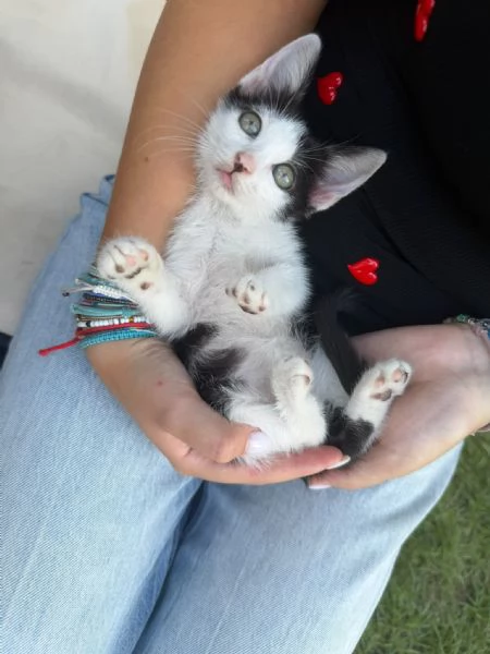 PULCE - gattina di 2 mesi