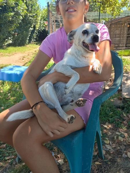 FIOCCO - cagnolino di 9 anni | Foto 2
