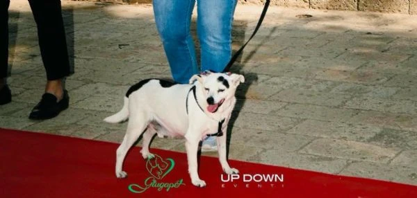 FIOCCO - cagnolino di 9 anni | Foto 1