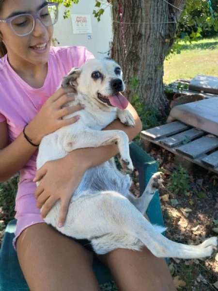 FIOCCO - cagnolino di 9 anni | Foto 0