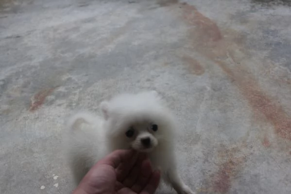 Adorabili teneri Pomeraniani whatsapp #(+34632090771) | Foto 3