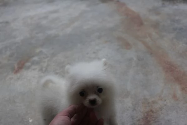 Adorabili teneri Pomeraniani whatsapp #(+34632090771) | Foto 2