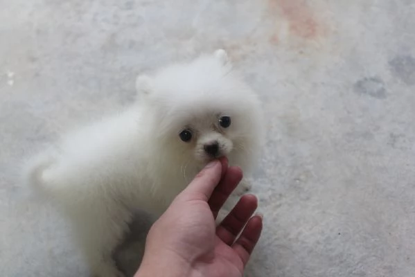 Adorabili teneri Pomeraniani whatsapp #(+34632090771) | Foto 0