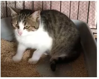 Una dolce gattina femmina ha bisogno di una casa amorevole subito.