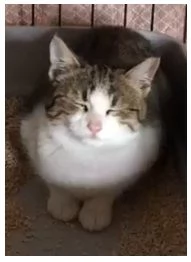 Una dolce gattina femmina ha bisogno di una casa amorevole subito. | Foto 0