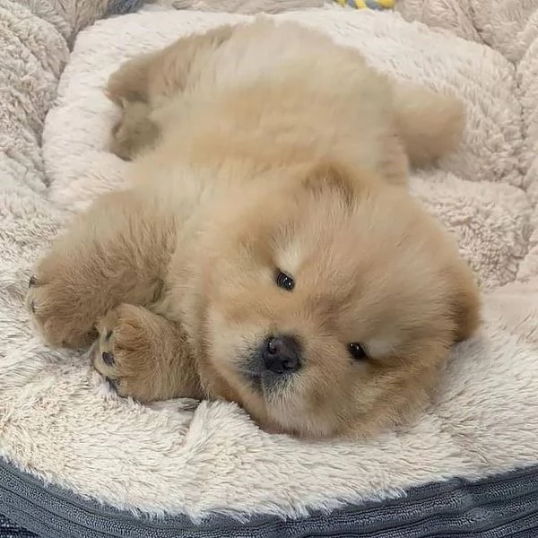 Regalo cuccioli di chow chow femminucce e maschietti
