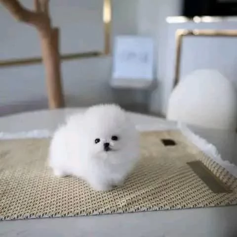 Adorabile cucciolo di pomerania per l'adozione!!