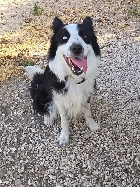 Border Collie 