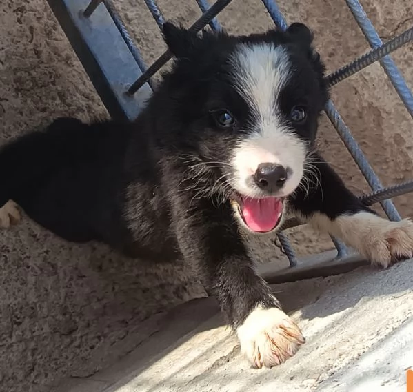 Border Collie  | Foto 3