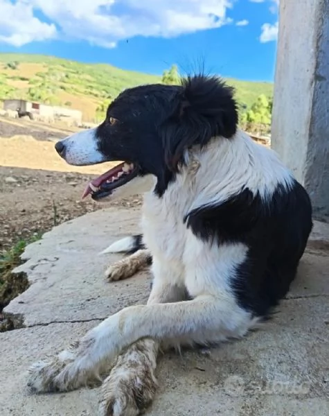 Border Collie  | Foto 2