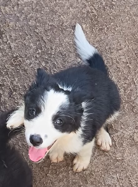 Border Collie  | Foto 1