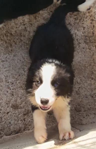 Border Collie  | Foto 0