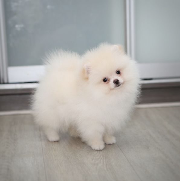 CUCCIOLI DI POMERANIA | Foto 0
