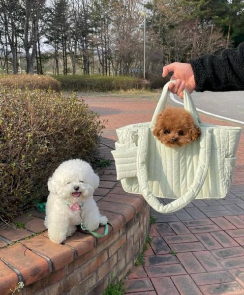 Cuccioli di barboncini toy | Foto 0