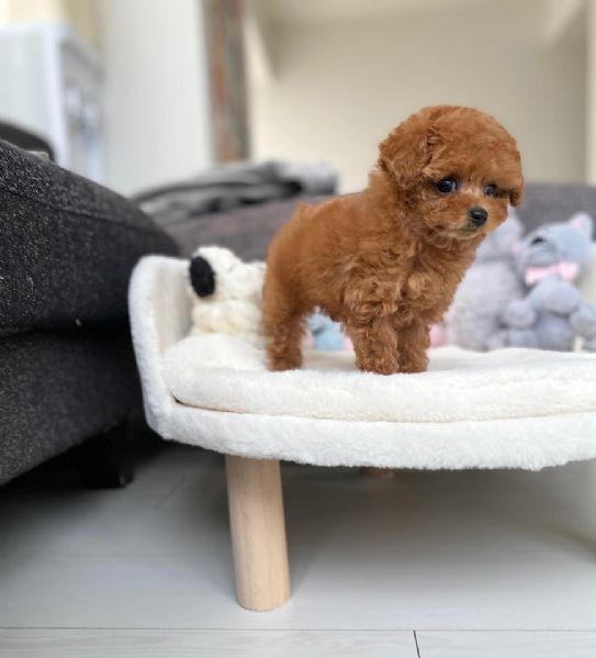 Cuccioli di BARBONCINI TOY | Foto 2