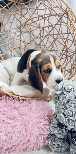 Regala dei cuccioli di Beagle | Foto 2