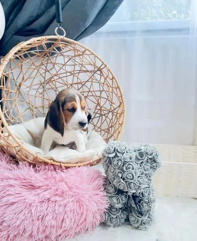 Regala dei cuccioli di Beagle