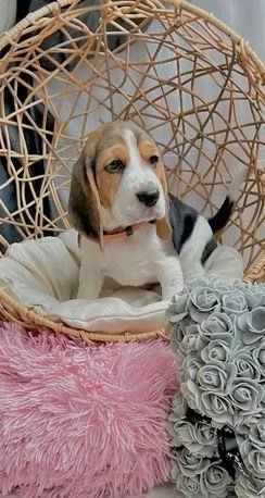 Regala dei cuccioli di Beagle | Foto 1