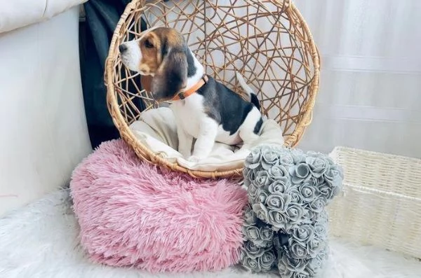 Regala dei cuccioli di Beagle | Foto 0
