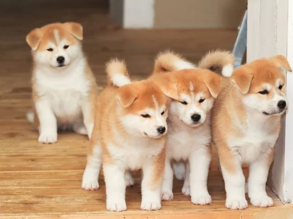 Regalo akita inu Disponibili bellissimi cuccioli già vaccinati sverminati e iscritti in anagrafe can