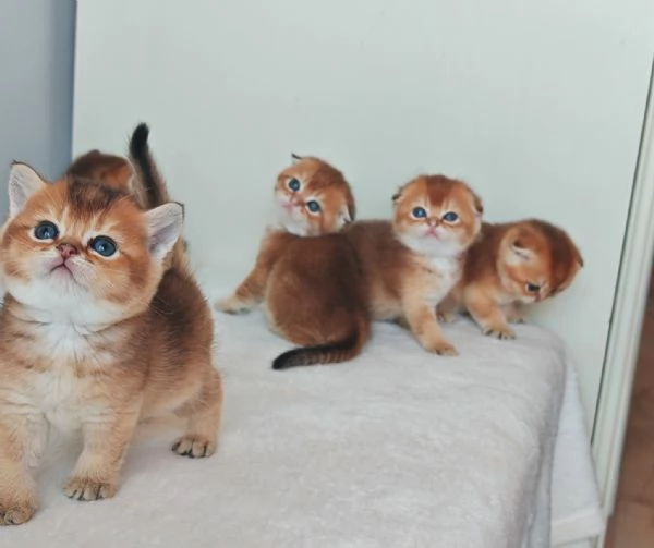 Scottish fold e Straight  | Foto 4