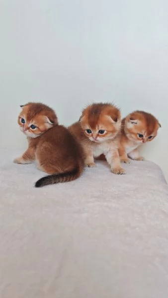 Scottish fold e Straight  | Foto 3