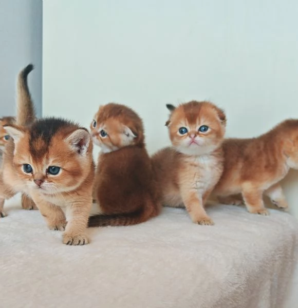 Scottish fold e Straight  | Foto 2