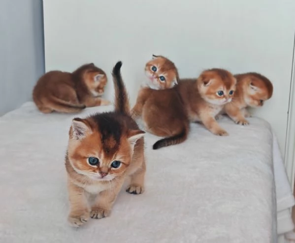 Scottish fold e Straight  | Foto 1