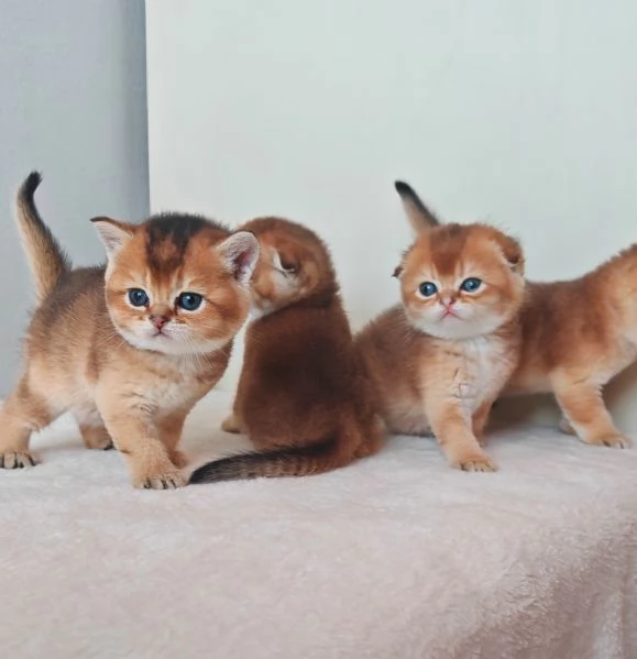 Scottish fold e Straight 