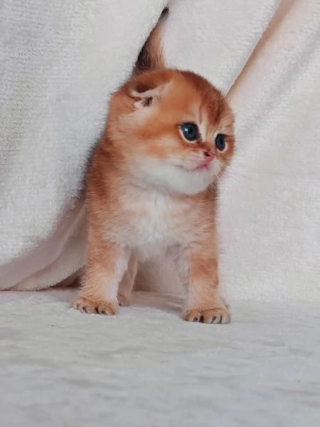 Meraviglioso gattino Scottish Fold 