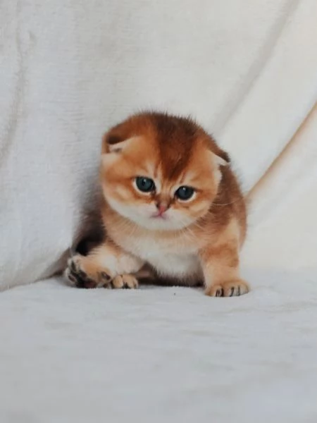 Meraviglioso gattino Scottish Fold  | Foto 3