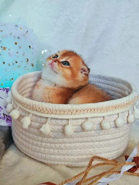 Meraviglioso gattino Scottish Fold  | Foto 2