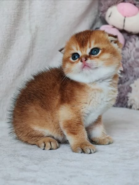 Meraviglioso gattino Scottish Fold  | Foto 1