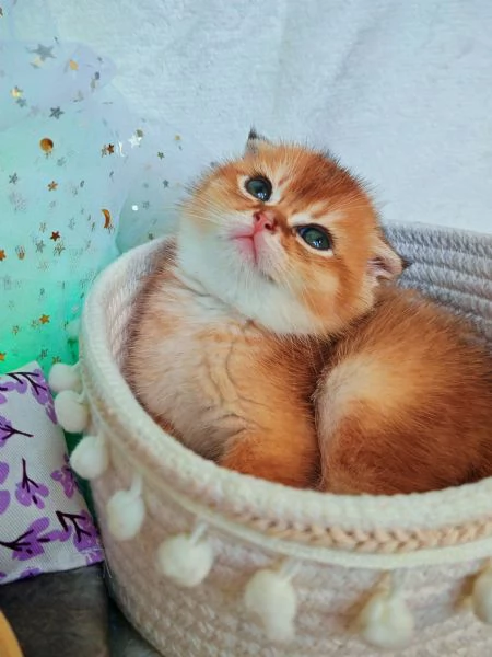 Meraviglioso gattino Scottish Fold  | Foto 0