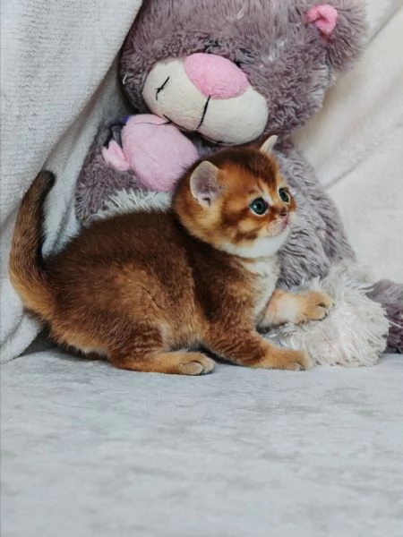 Cucciolo Scottish Straight con Pedigree  | Foto 4