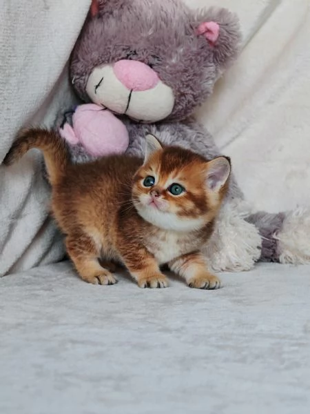 Cucciolo Scottish Straight con Pedigree  | Foto 3