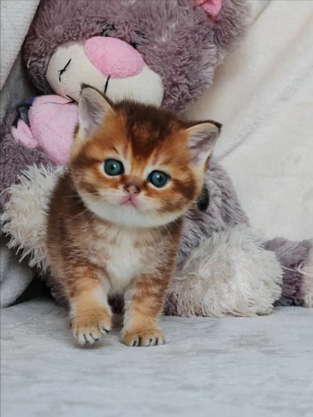 Cucciolo Scottish Straight con Pedigree  | Foto 2