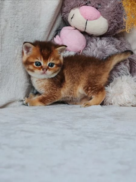 Cucciolo Scottish Straight con Pedigree  | Foto 1