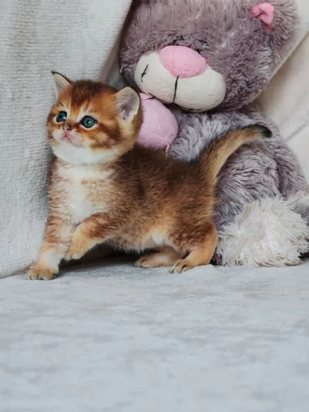 Cucciolo Scottish Straight con Pedigree 