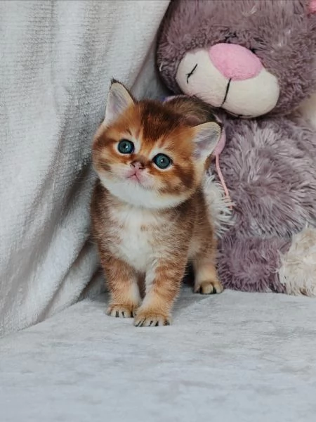 Cucciolo Scottish Straight con Pedigree  | Foto 0