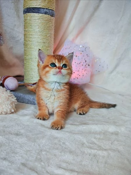 Splendido gattino Scottish  | Foto 4