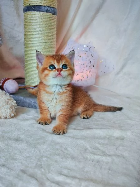 Splendido gattino Scottish  | Foto 3