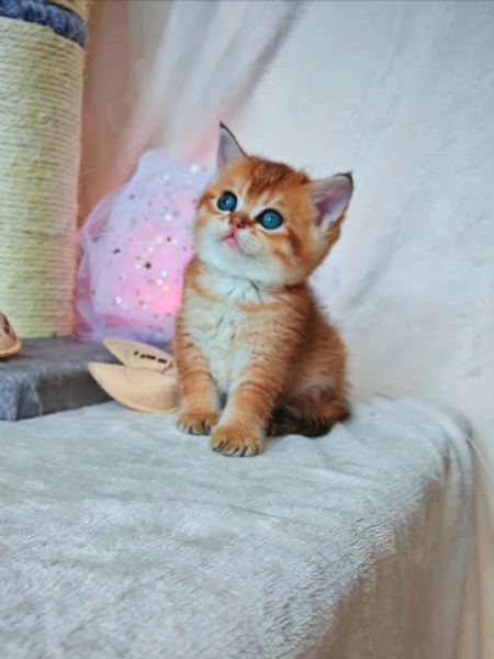 Splendido gattino Scottish  | Foto 2