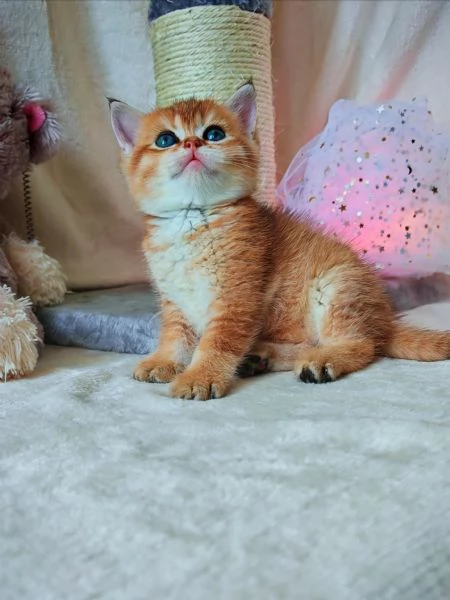 Splendido gattino Scottish  | Foto 1