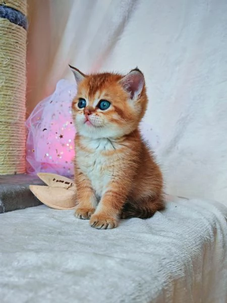 Splendido gattino Scottish 