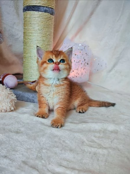 Splendido gattino Scottish  | Foto 0
