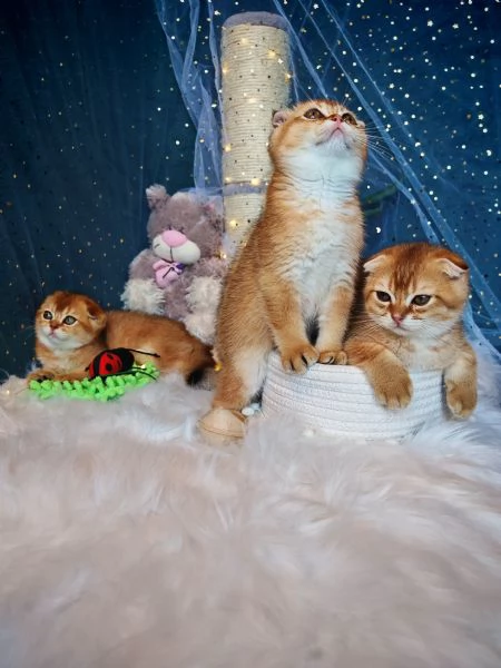 Gattini Scottish Allevamento 