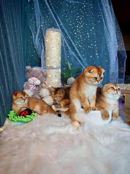 Gattini Scottish Allevamento  | Foto 3