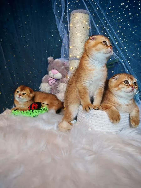 Gattini Scottish Allevamento  | Foto 2